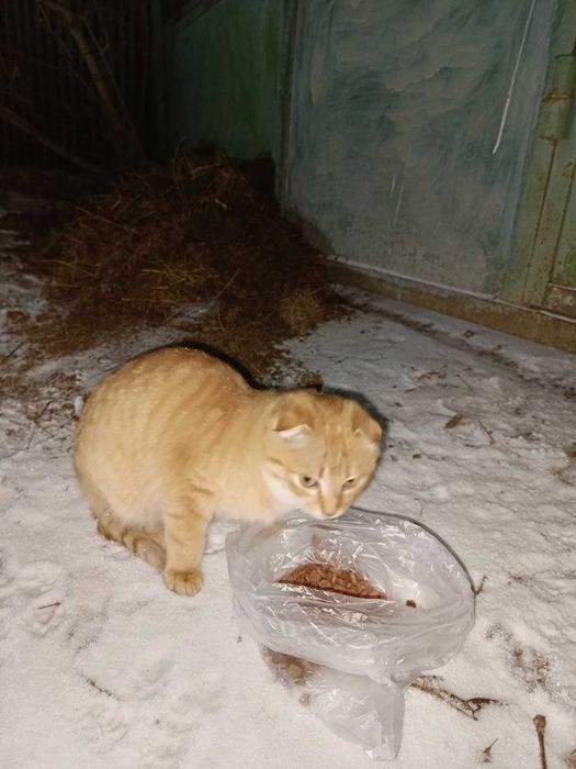 Вислоухий котенок ищет дом