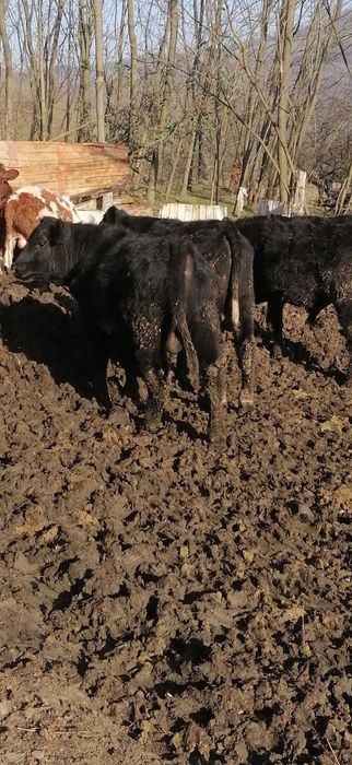 Vitei angus și metis