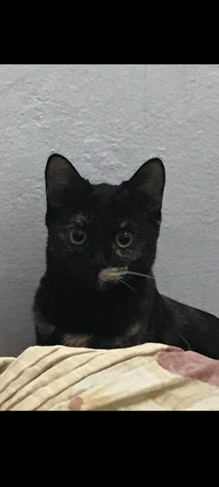 Потерялась кошка.