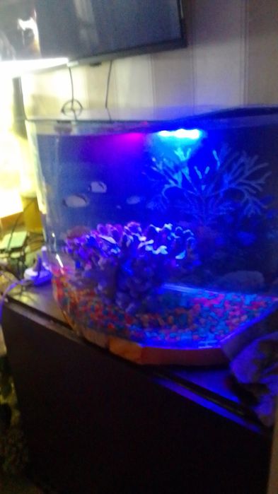 Аквариум с рыбками и оборудовоньем