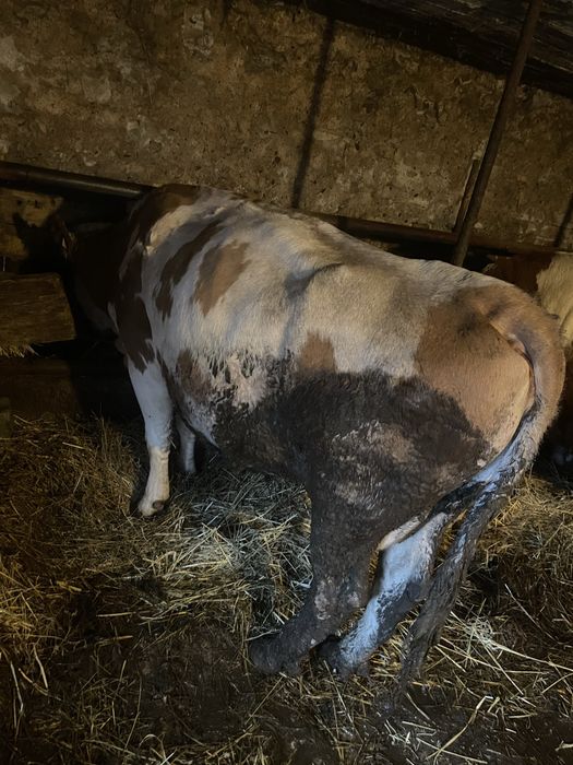 Vaca baltata de 5 ani