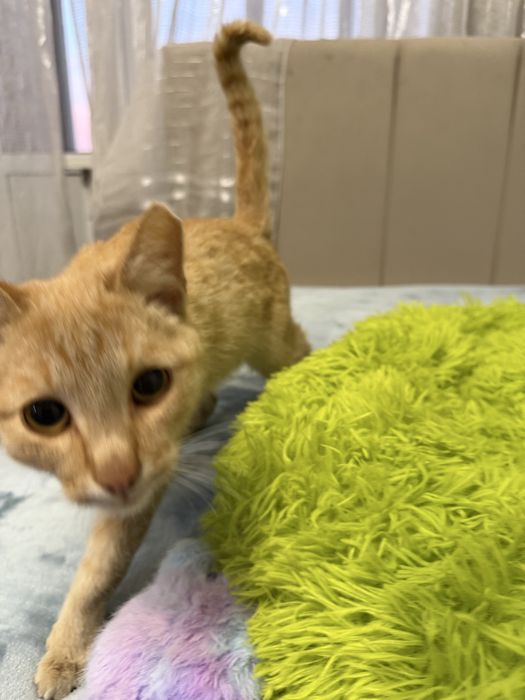 Отдам котика, 6 месяцев