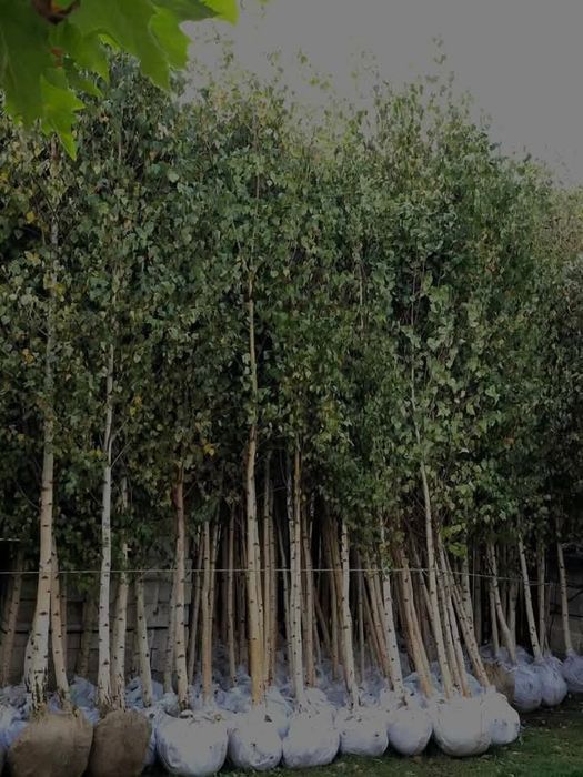 Vând Mesteacăn Tei artar