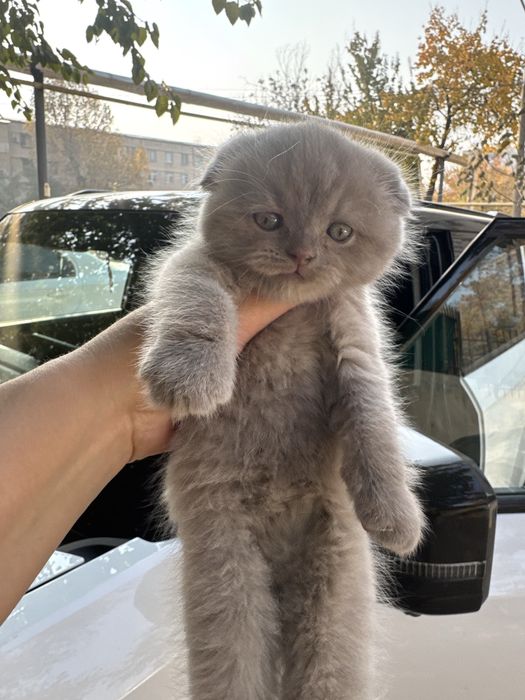 Продаются элитные котята Фолд