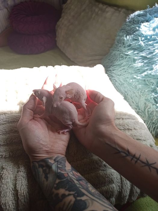 Крысы Дамбо, сфинксы