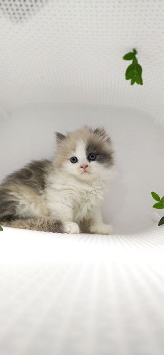 Xayland strayt qiz ogil