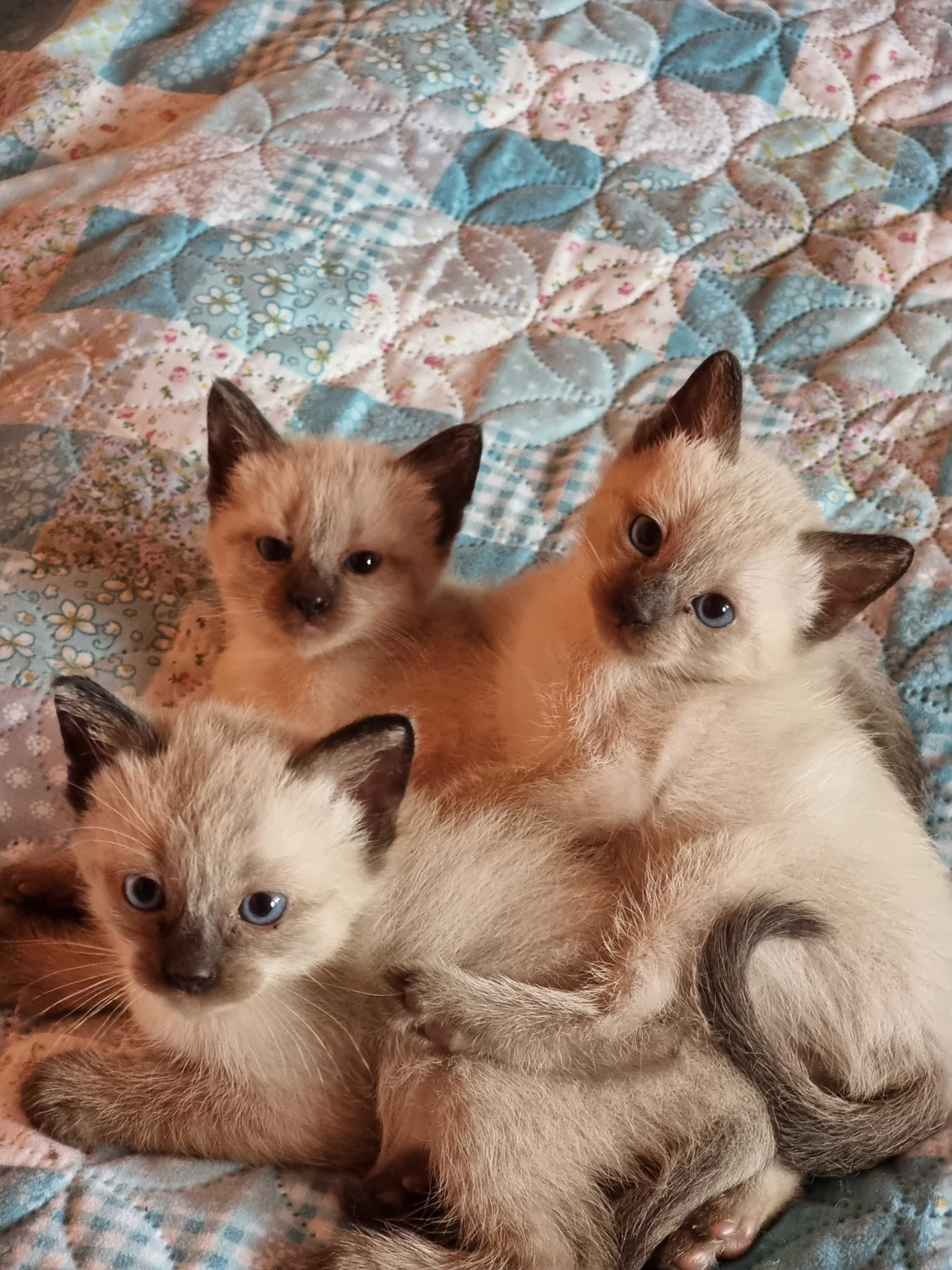 Чистокръвни сиамски котета