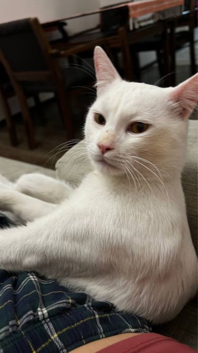 Ищем новых хозяев коту!