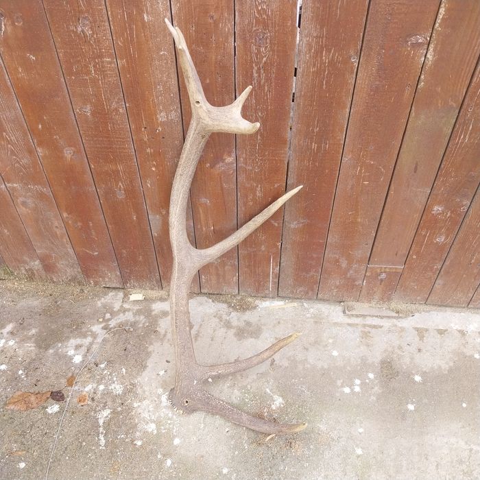 Corn de cerb carpatin