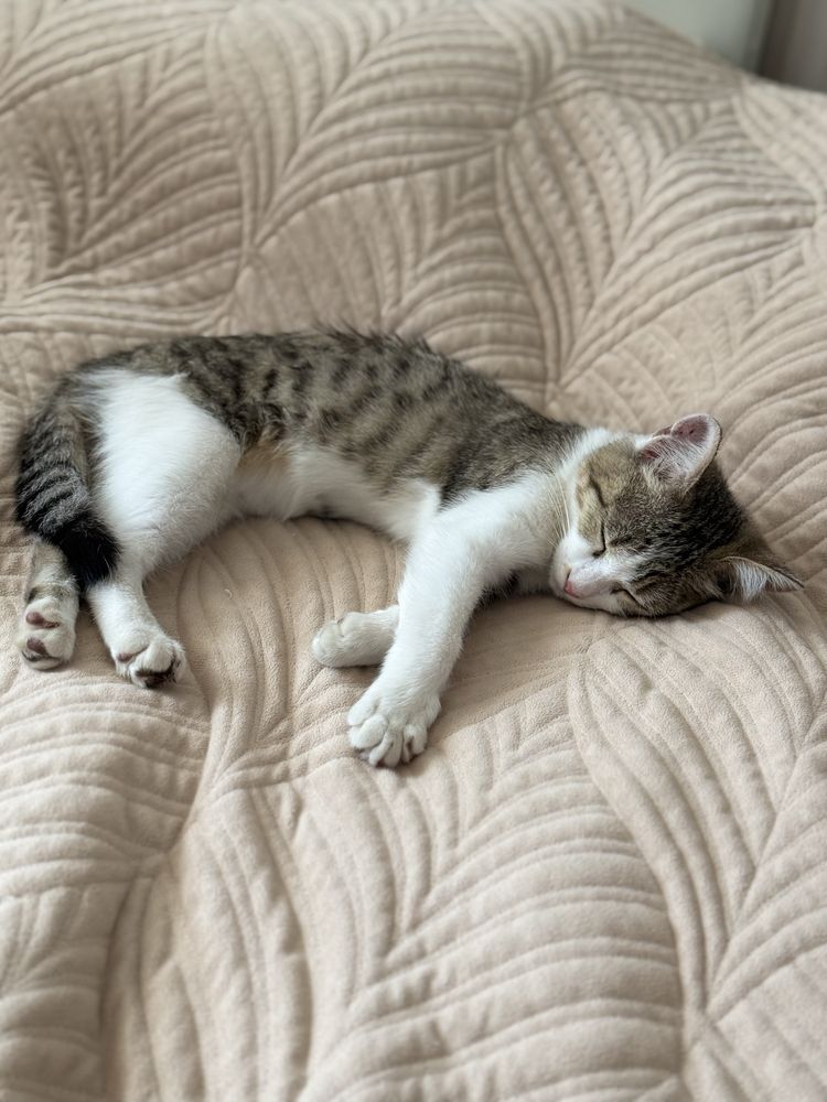 Котенка в добрые руки, девочка