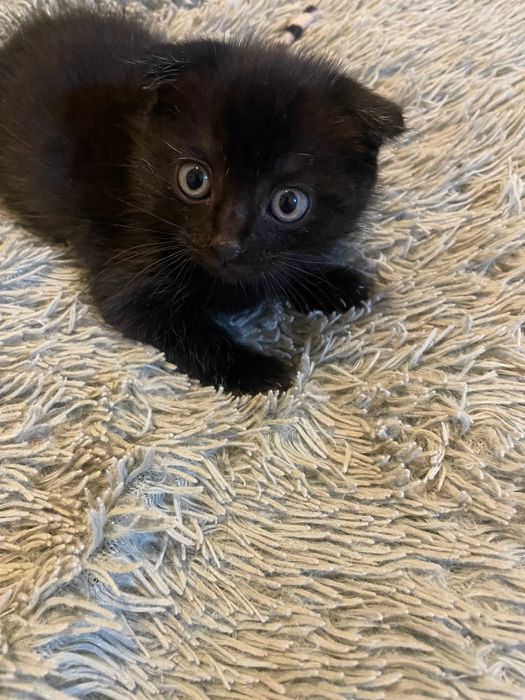 Миленький  и самый лучший котик