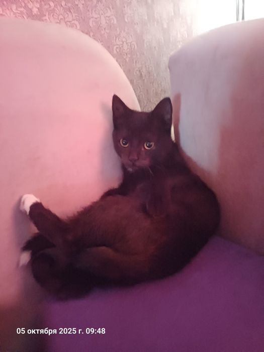 Отдам котенка в добрые руки