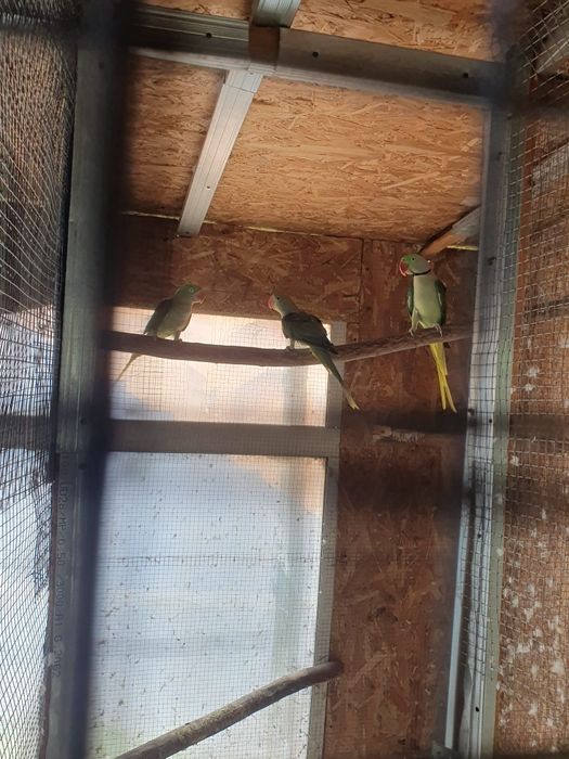 Vând marele alexandru