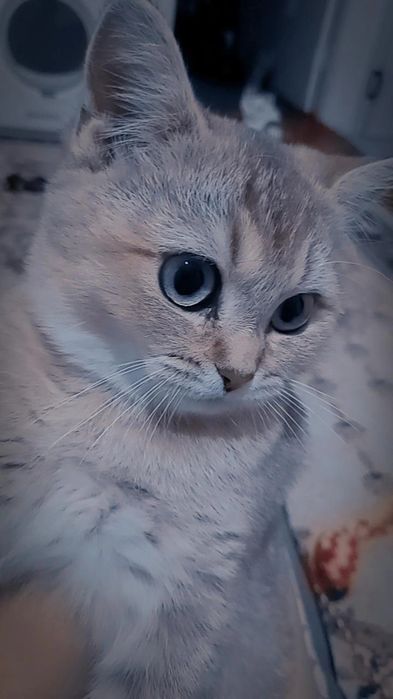 Zolotaya shinshila
