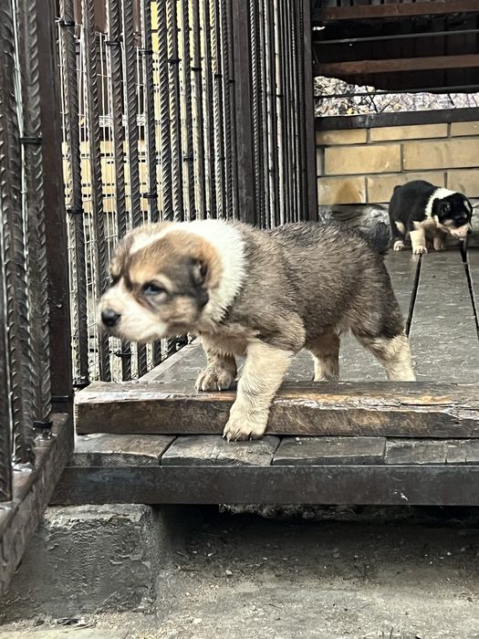 Продам щенков Алабая-тобета