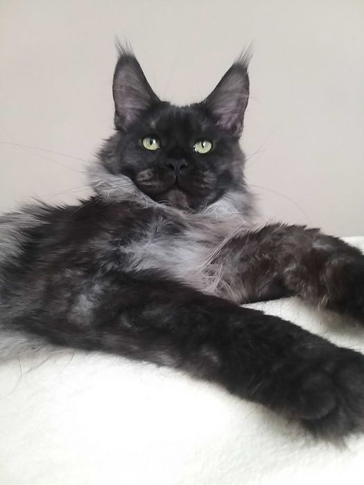 Котята породы Мейн-кун