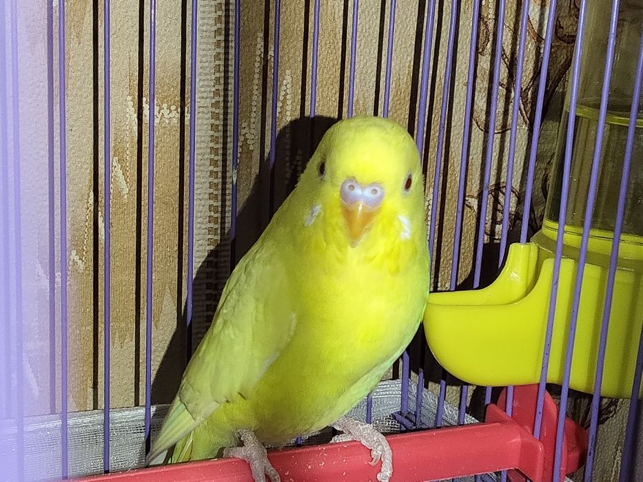 Волнистый попугай с клеткой