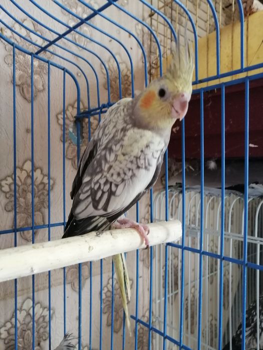 Продам попугаев нимфа-кореллы выкормыши 1 месяц