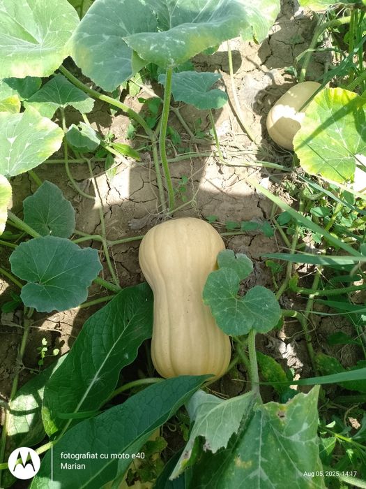 Dovleac plăcintar soi Matilda f1