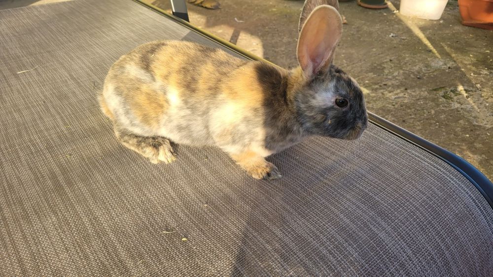 Vând iepurasi rex și cap de leu