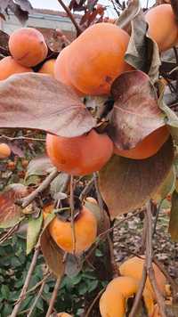 Pomi fructiferi kaki măslini rodii