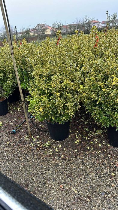 Evounymous oferte de primavara