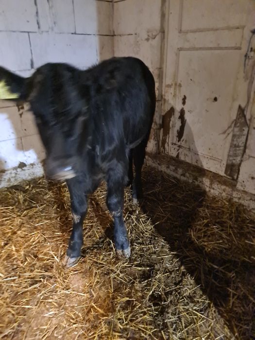 De vânzare 4 vitele