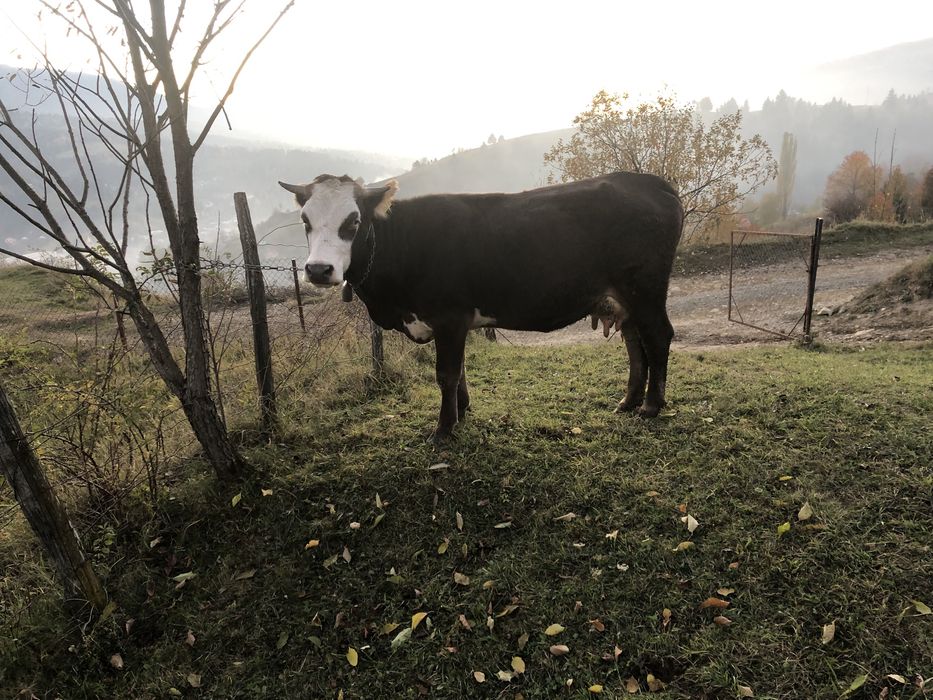 De vânzare vacă….