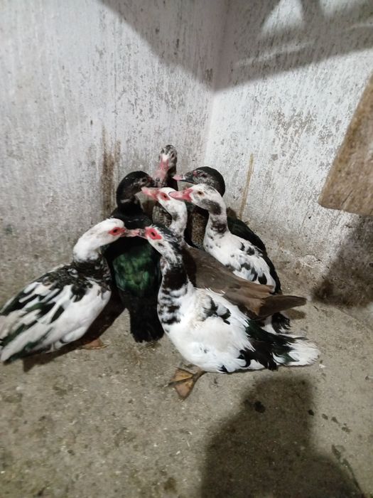 Rațe leșești de vânzare