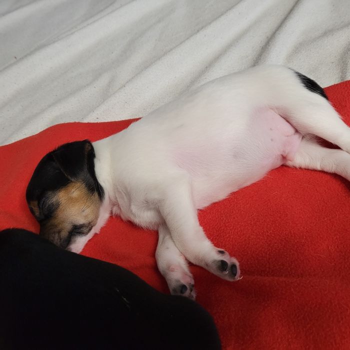 Пинчер немски сърнист