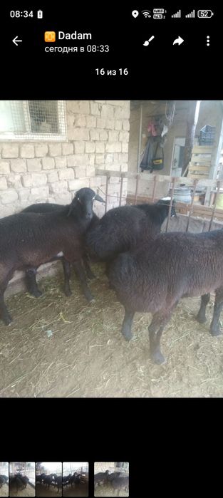 Quchqorlar boqilgan