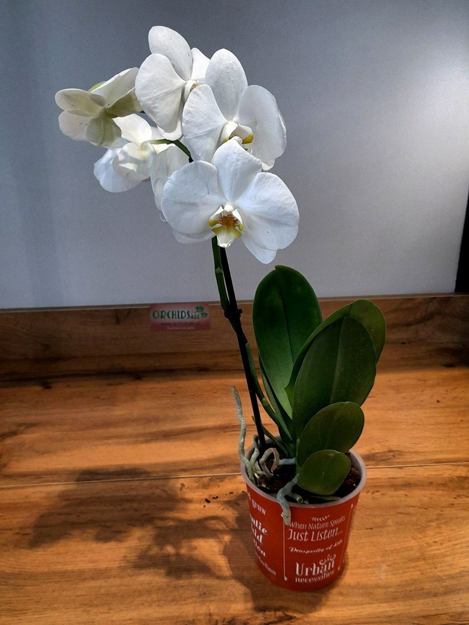 Орхидеи от 150000сум