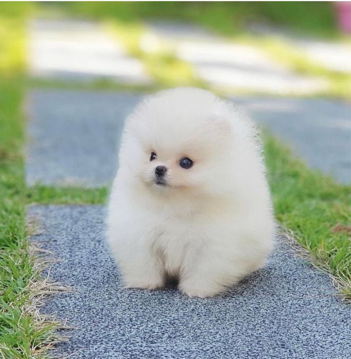 Pomeranian mini toy