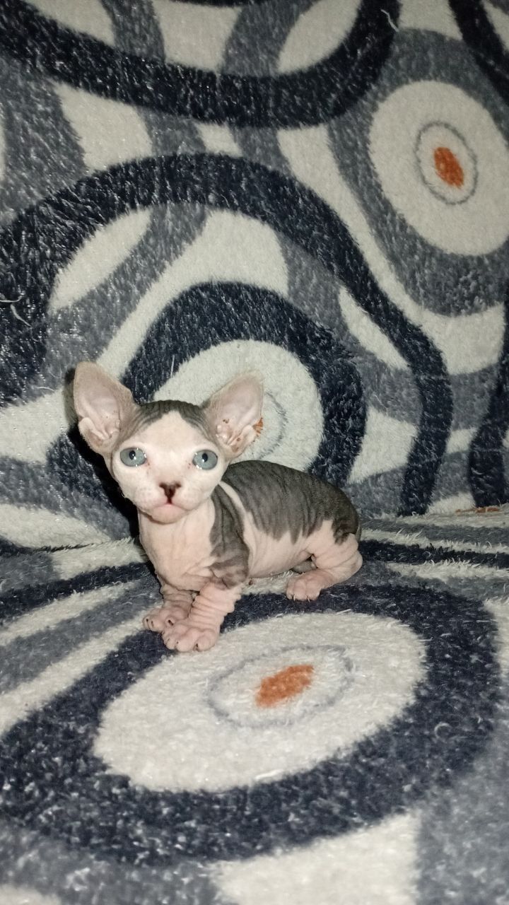 Котята бамбино сфинкс