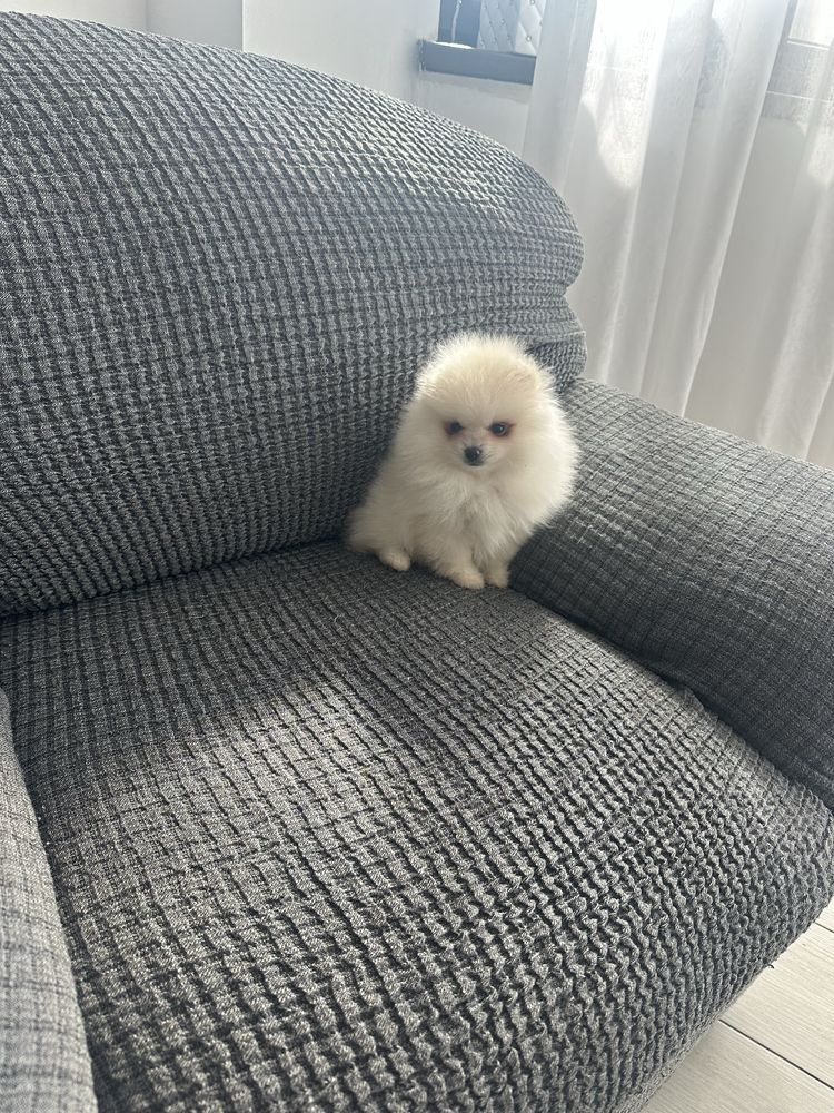 Fetita pomeranian