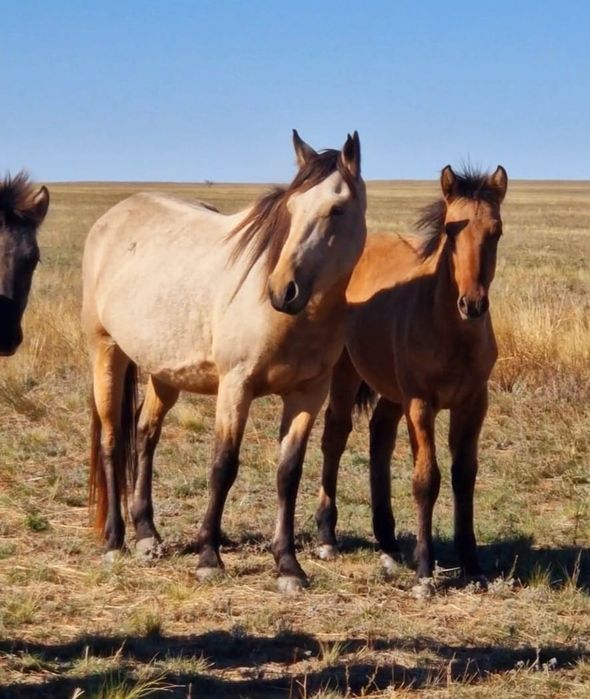 Бие сатам 7 жасар