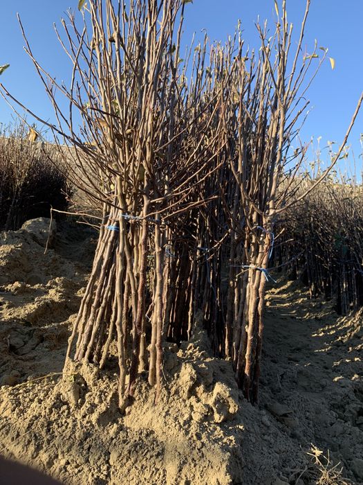 Pomi fructiferi altoiti , produs in jud.Bistrita-Nasaud