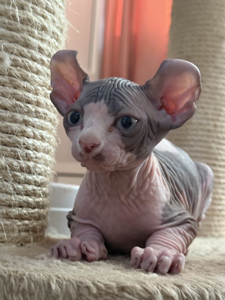 Sphinx Elf baietel