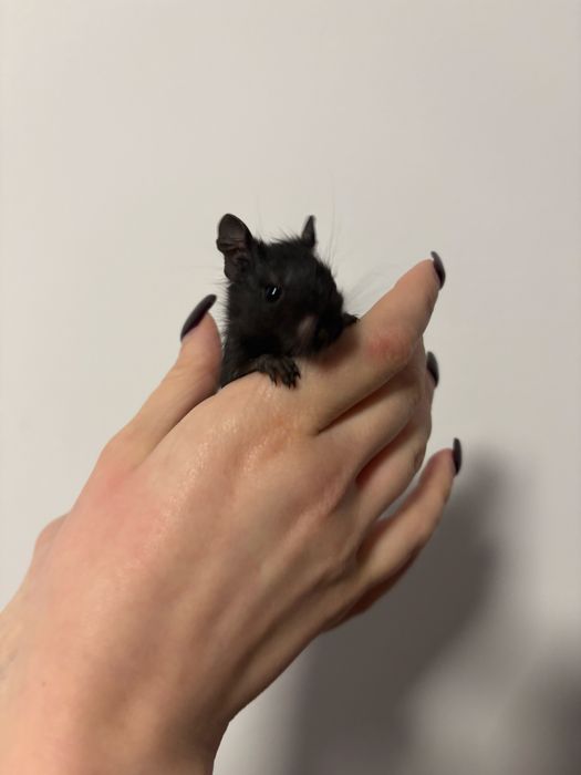 veveriță degu domestică