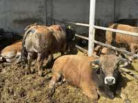 Vand Tauri Aubrac cu PEDIGREE (reproductie)