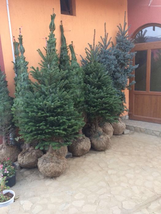 Producător Plante Ornamentale !