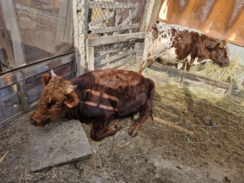 Сиыр сатылады.Продаётся быки