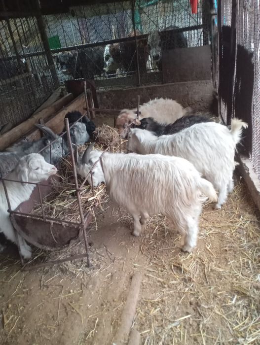 Продаю кастратов