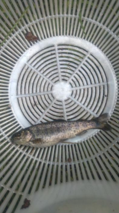 Puiet pastrav curcubeu