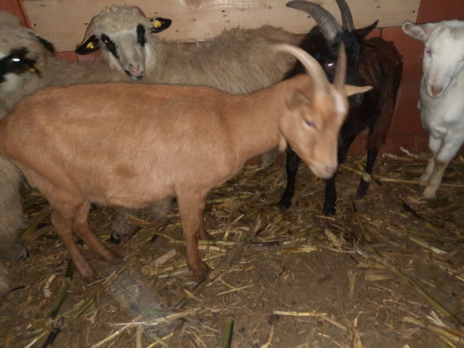 Vând două capre gestante si un tap de anul asta