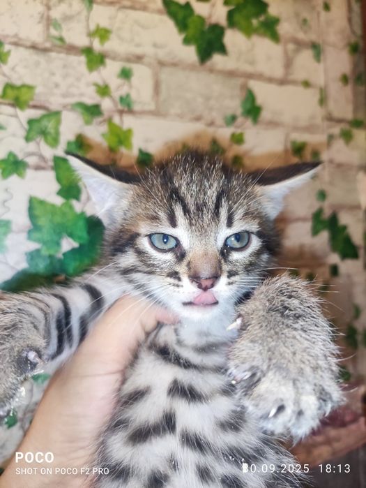 Отдам в добрые руки очень важного котенка