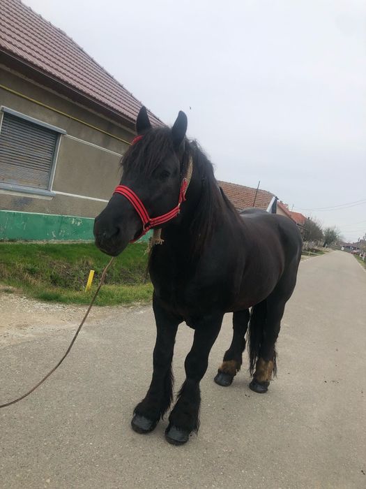Vând Armăsar în vârstă de 4 ani
