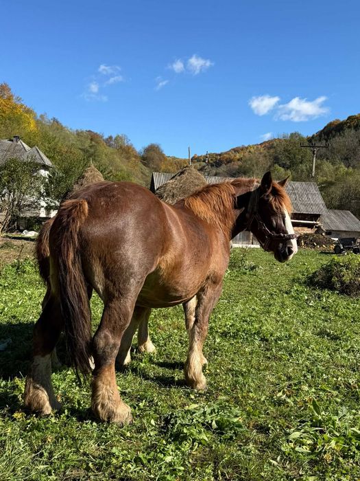 Vand manz de 5 luni si iapa