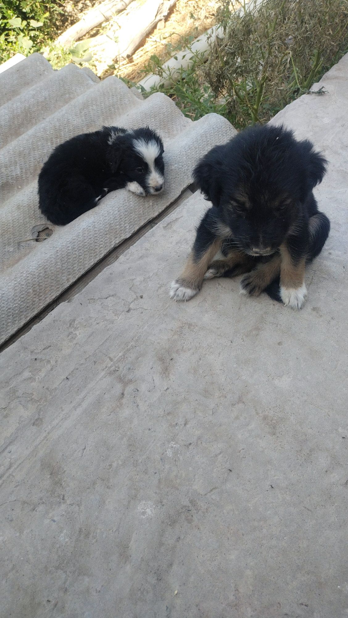3 it bolalari urg'ochi , erkaki qolmadi.