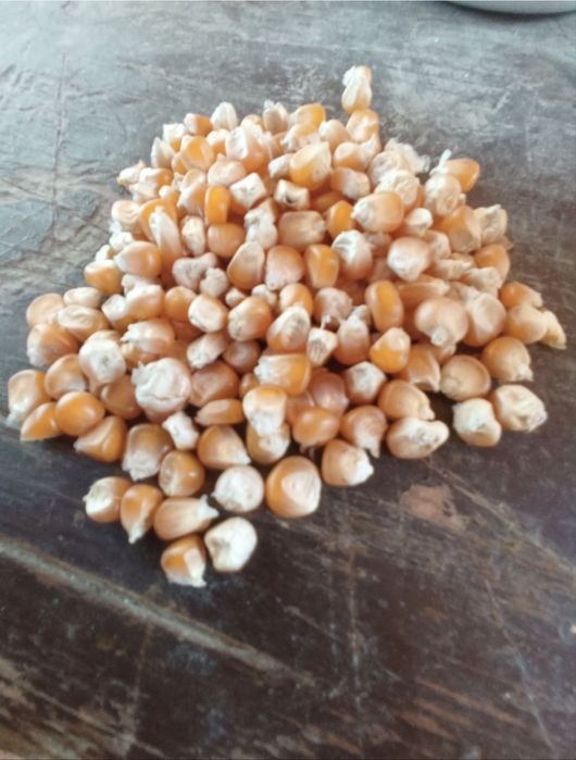 Porumb sticlos cantitate 5 tone